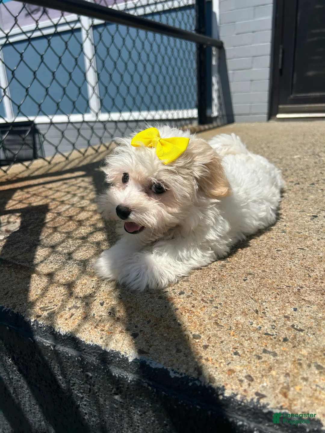 Mixed Breed dogs for sale: Mixed Breed 1 - Ad 3