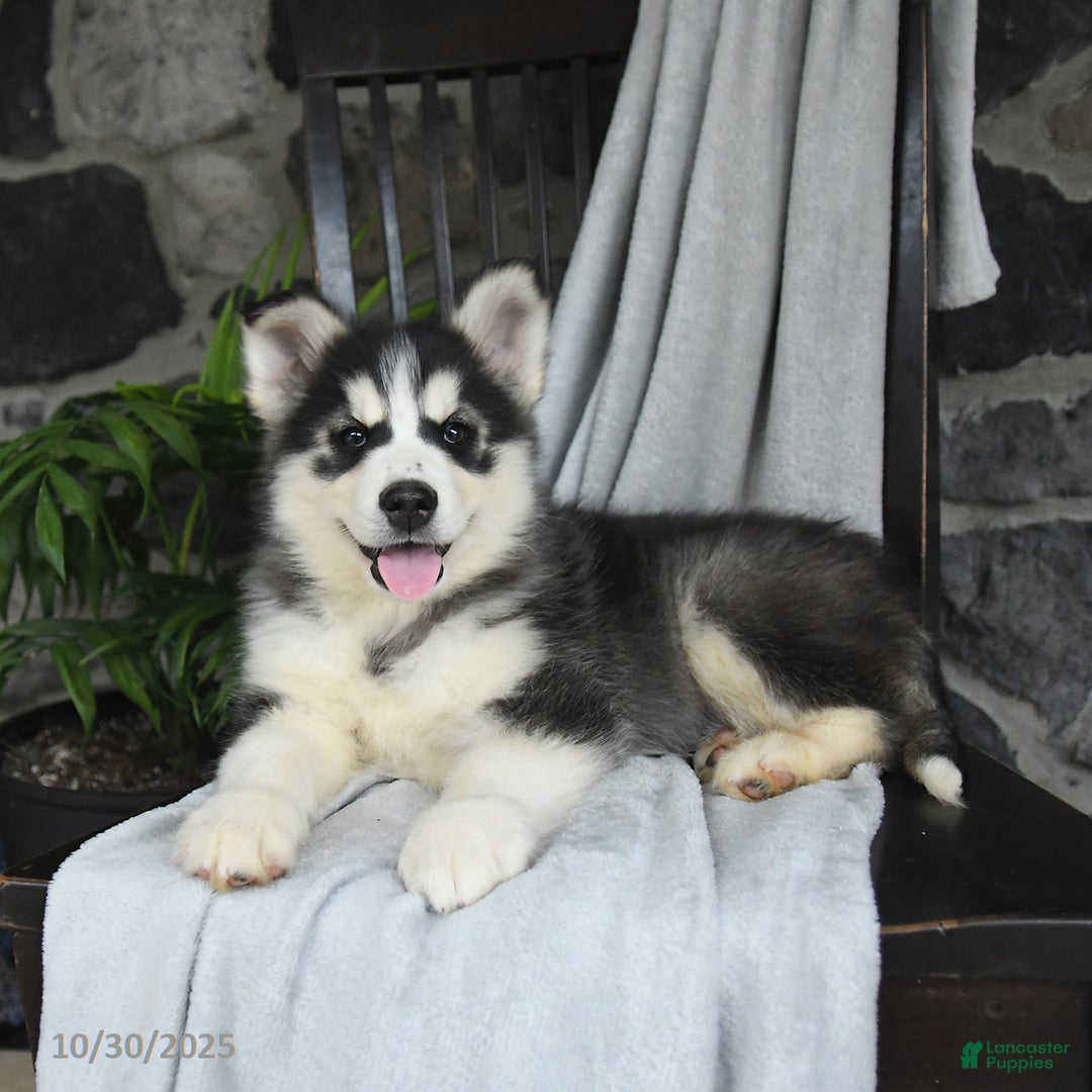 Pomsky dogs for sale: Toby - Ad 2