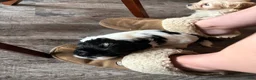 Mixed Breed dogs for sale: Jaime  - Ad 4
