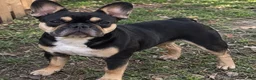 French Bulldog dogs for sale: Cheetah  - Ad 5