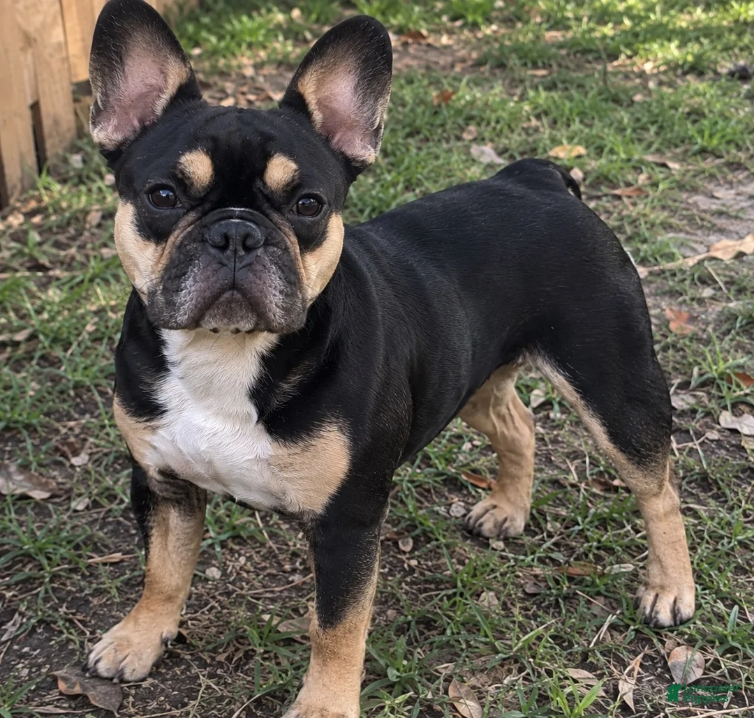 French Bulldog dogs for sale: Cheetah  - Ad 5