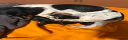 Miniature Dachshund dogs for sale: Miniature Dachshund Puppy 1 - Ad 3