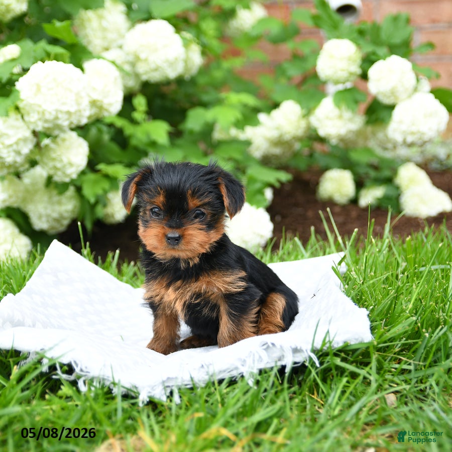 Yorkshire Terrier dogs Daisy - Ad 2