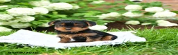 Yorkshire Terrier dogs for sale: Daisy - Ad 2