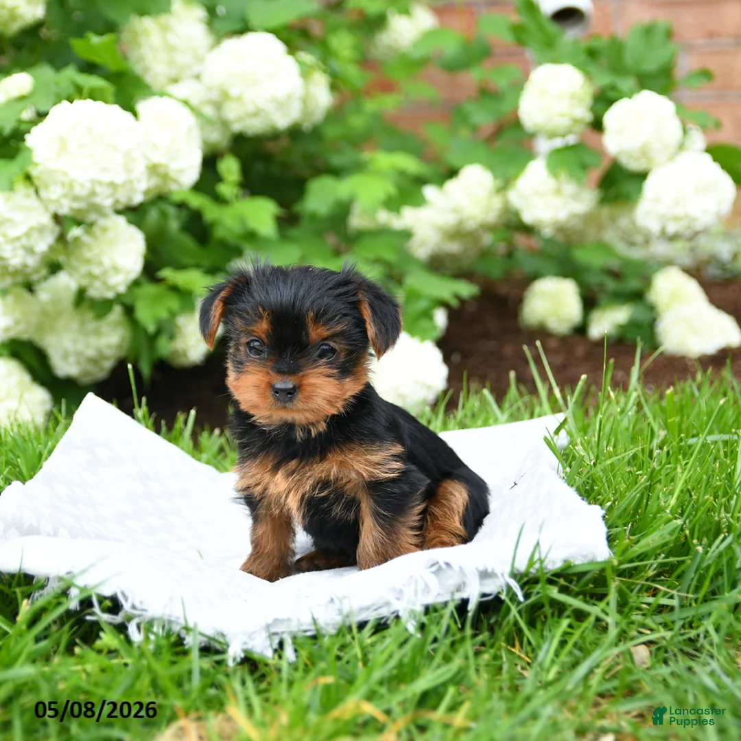 Yorkshire Terrier dogs for sale: Daisy - Ad 2