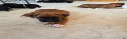 Boxer dogs for sale: Bamboo - Ad 8