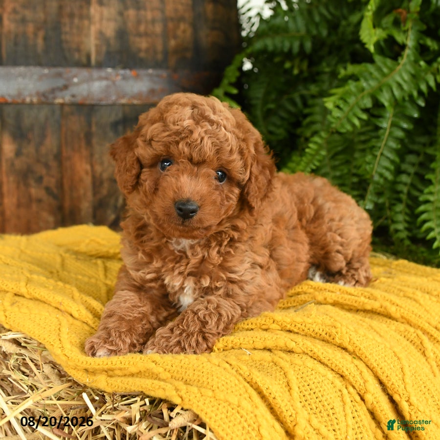 Toy Poodle dogs Napoleon - Ad 2