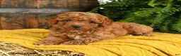 Toy Poodle dogs for sale: Napoleon - Ad 2