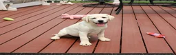 Labrador Retriever dogs for sale: Vidia  - Ad 3