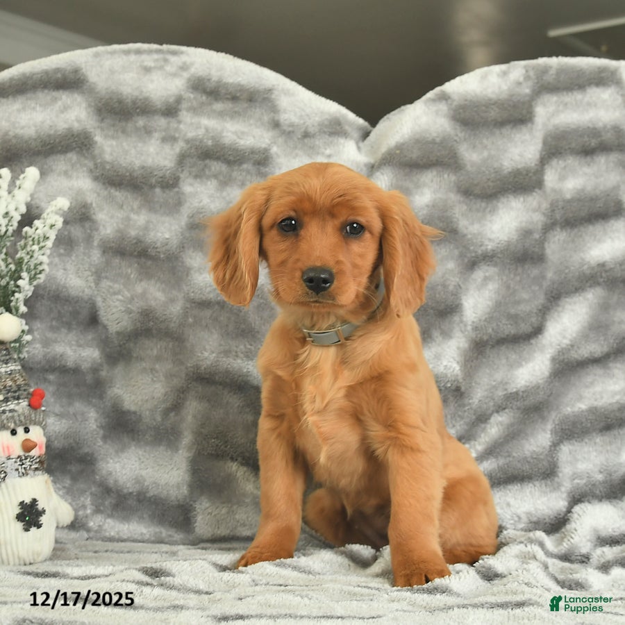 Miniature Golden Retriever dogs Berry  - Ad 12