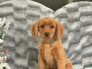 Miniature Golden Retriever dogs Berry - Ad 12