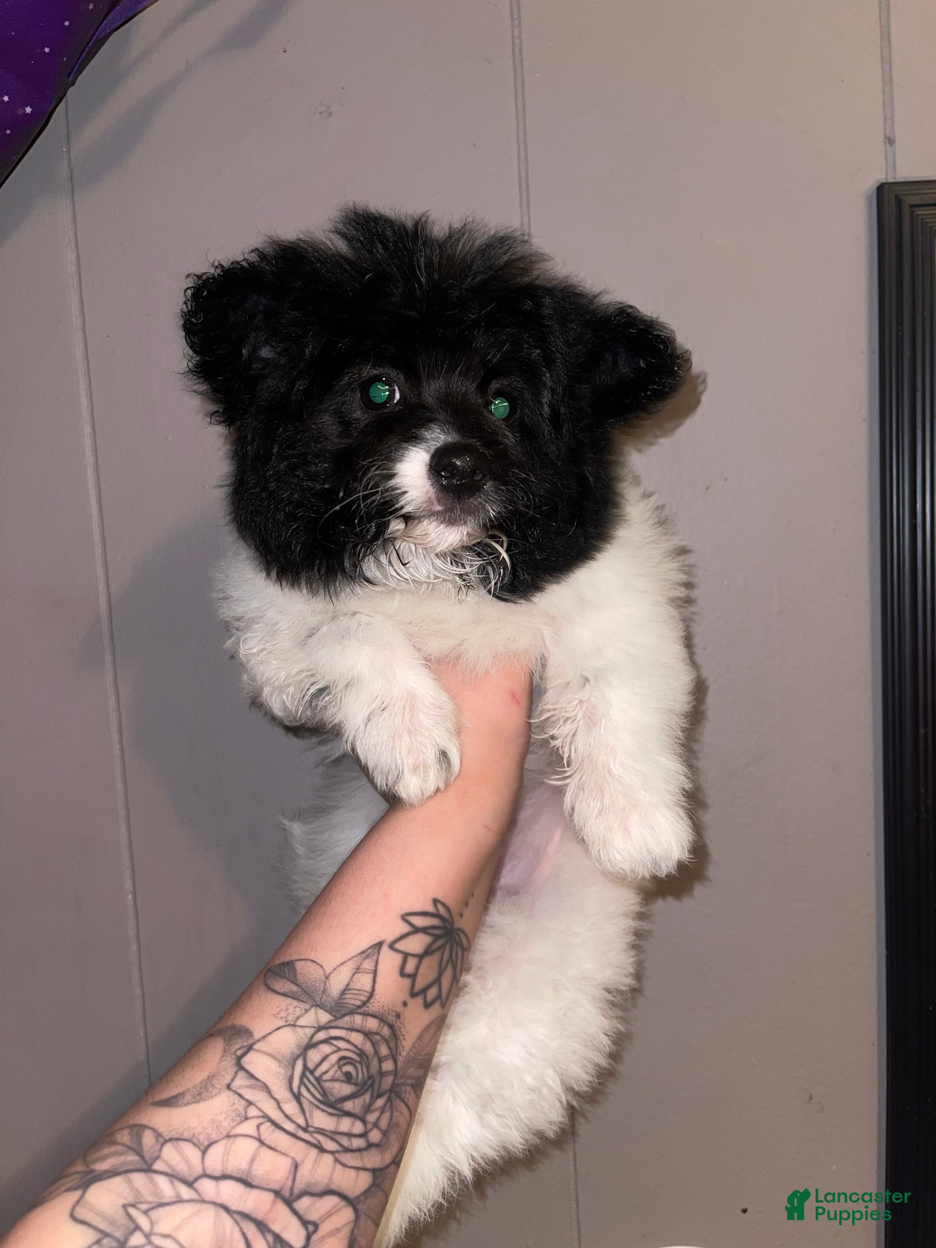 Pomapoo dogs Jolly - Ad 25