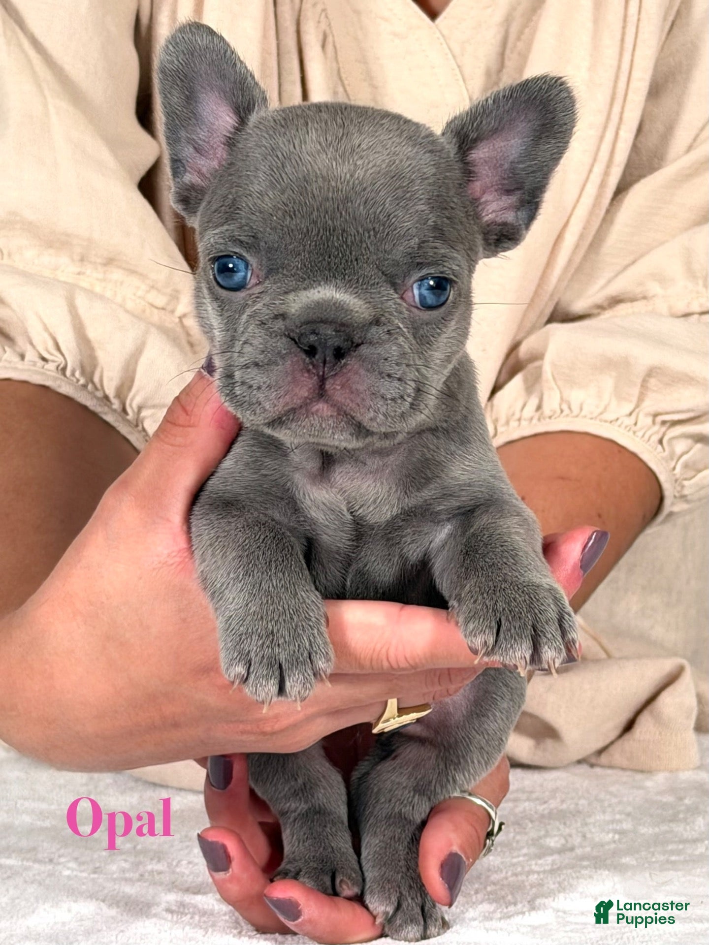 French Bulldog dogs Opal - Ad 14