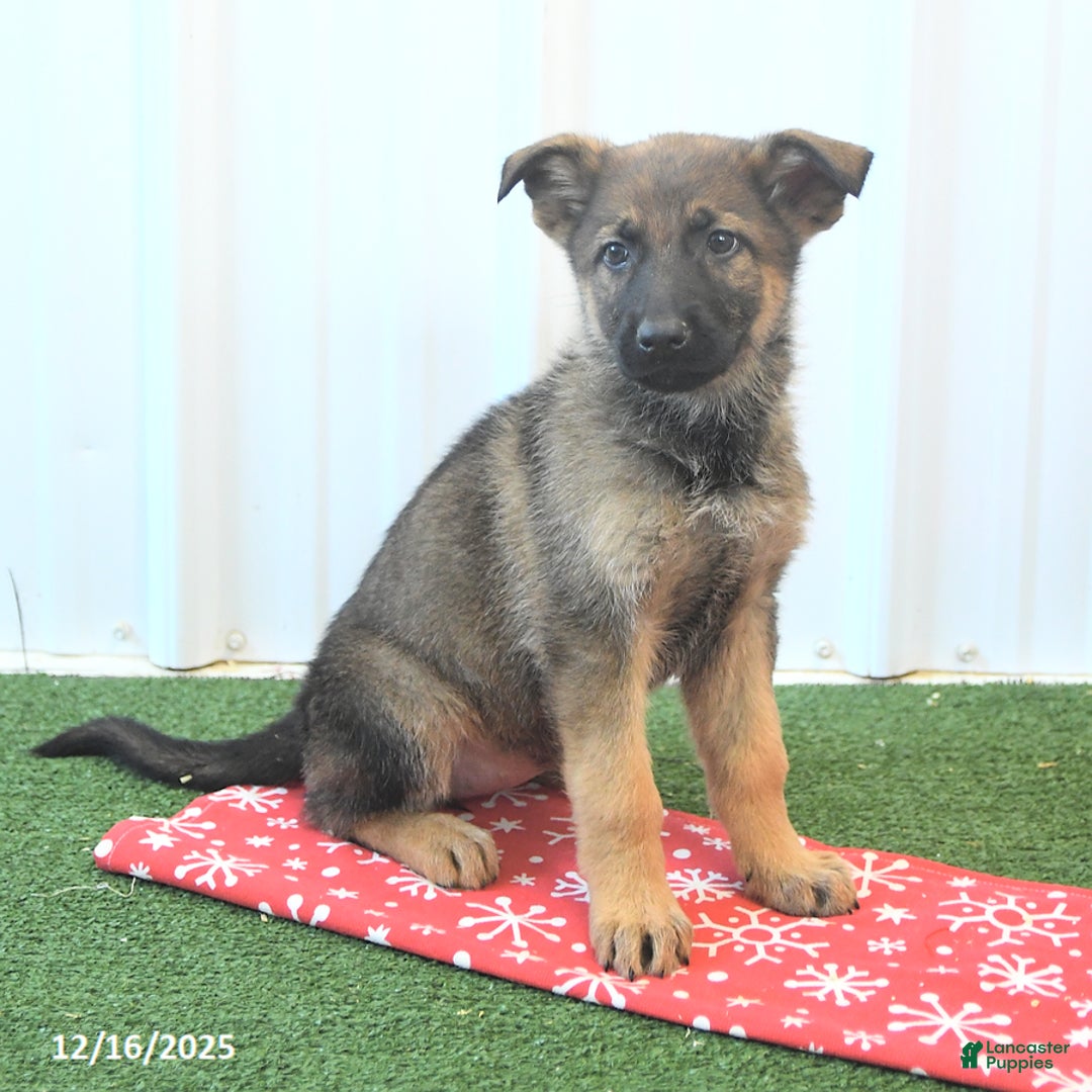 German Shepherd dogs for sale: Heidi - Ad 3