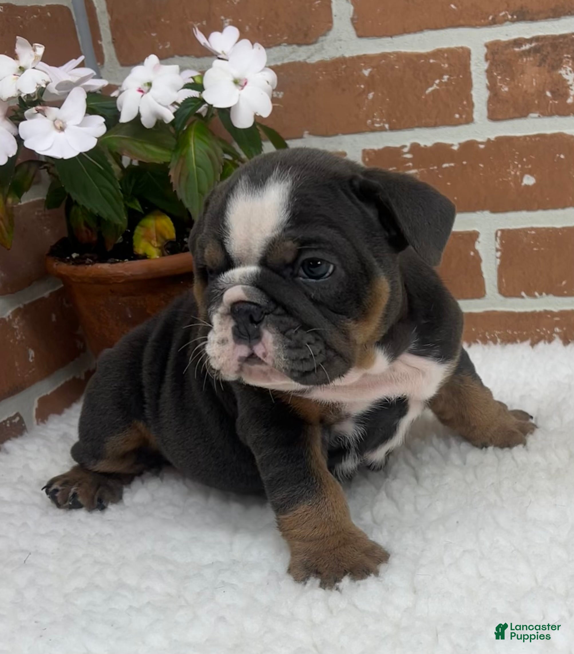 English Bulldog dogs Taylor - Ad 2