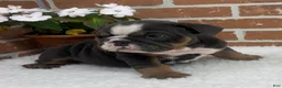 English Bulldog dogs for sale: Taylor - Ad 2