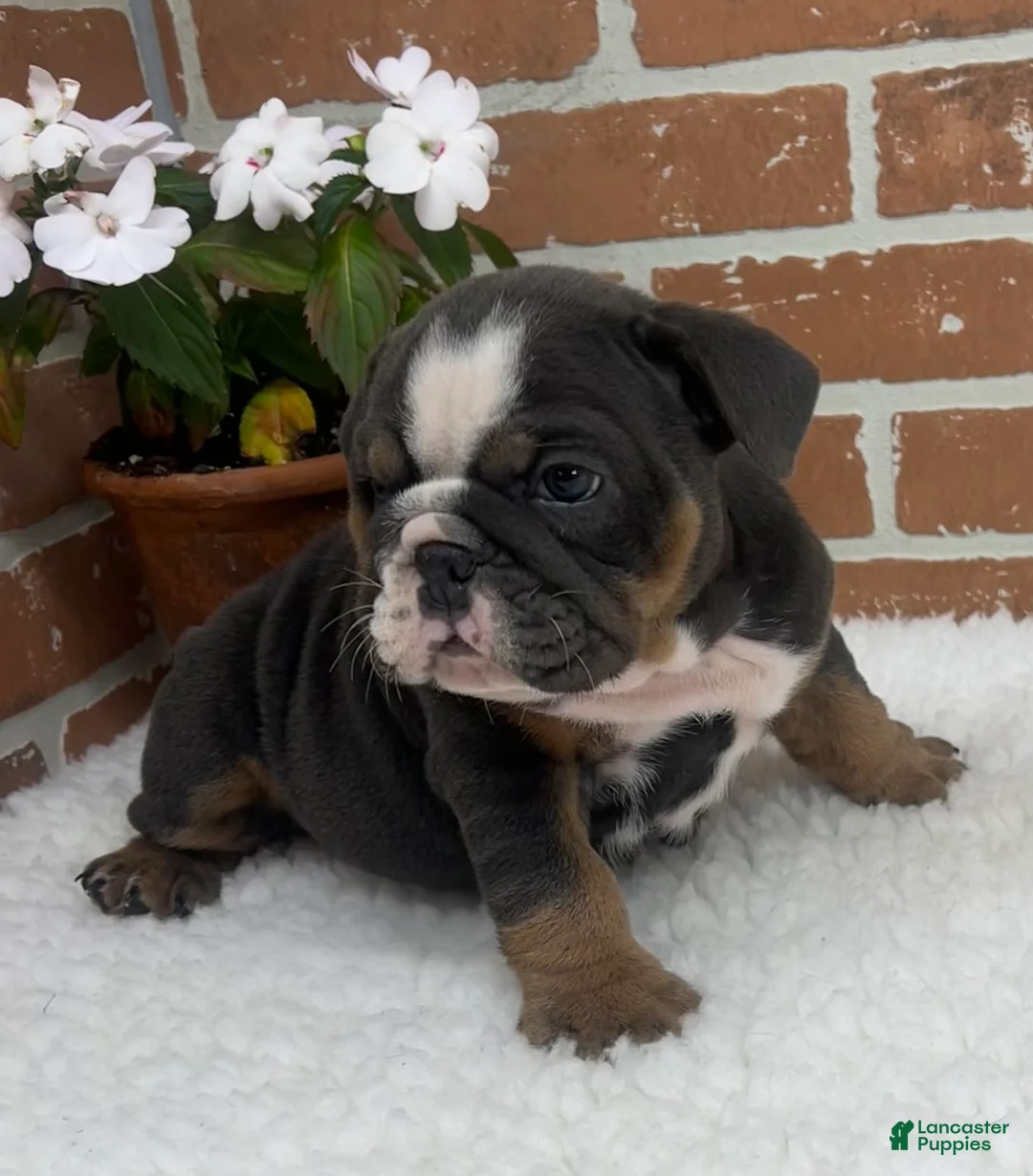 English Bulldog dogs for sale: Taylor - Ad 2
