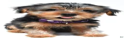 Yorkshire Terrier dogs for sale: Blossom - Ad 3