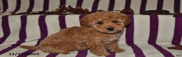 Miniature Poodle dogs for sale: Minnie - Ad 3
