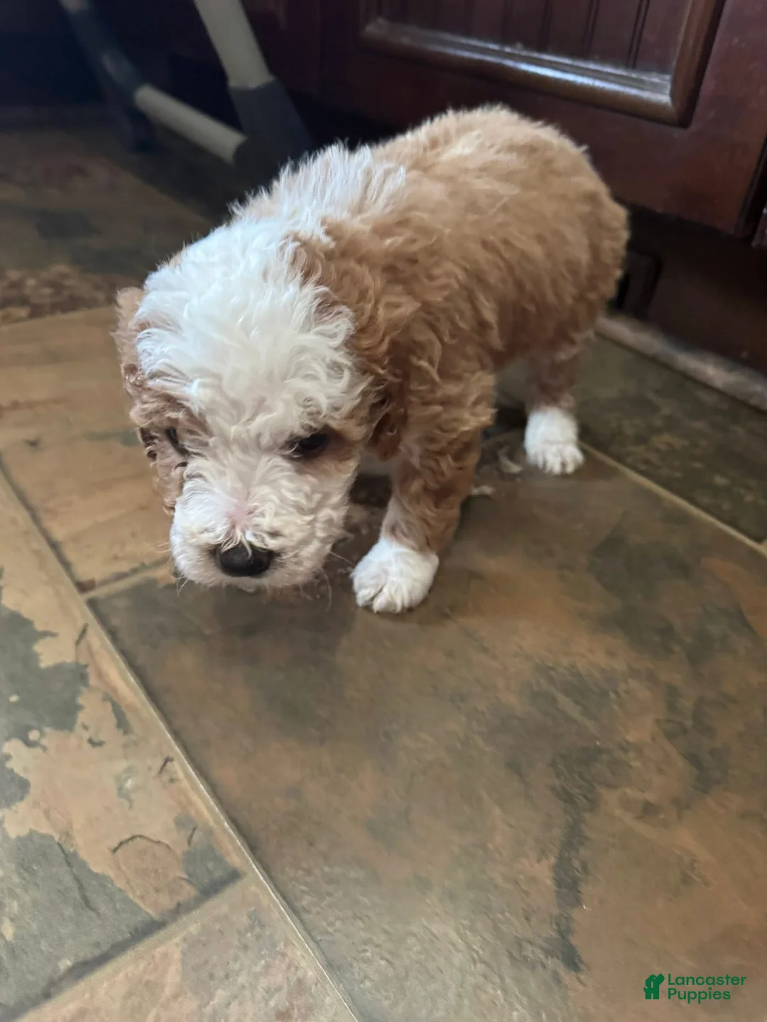 Bernedoodle dogs for sale: mini Bernedoodle Puppy 9 - purple - Ad 3