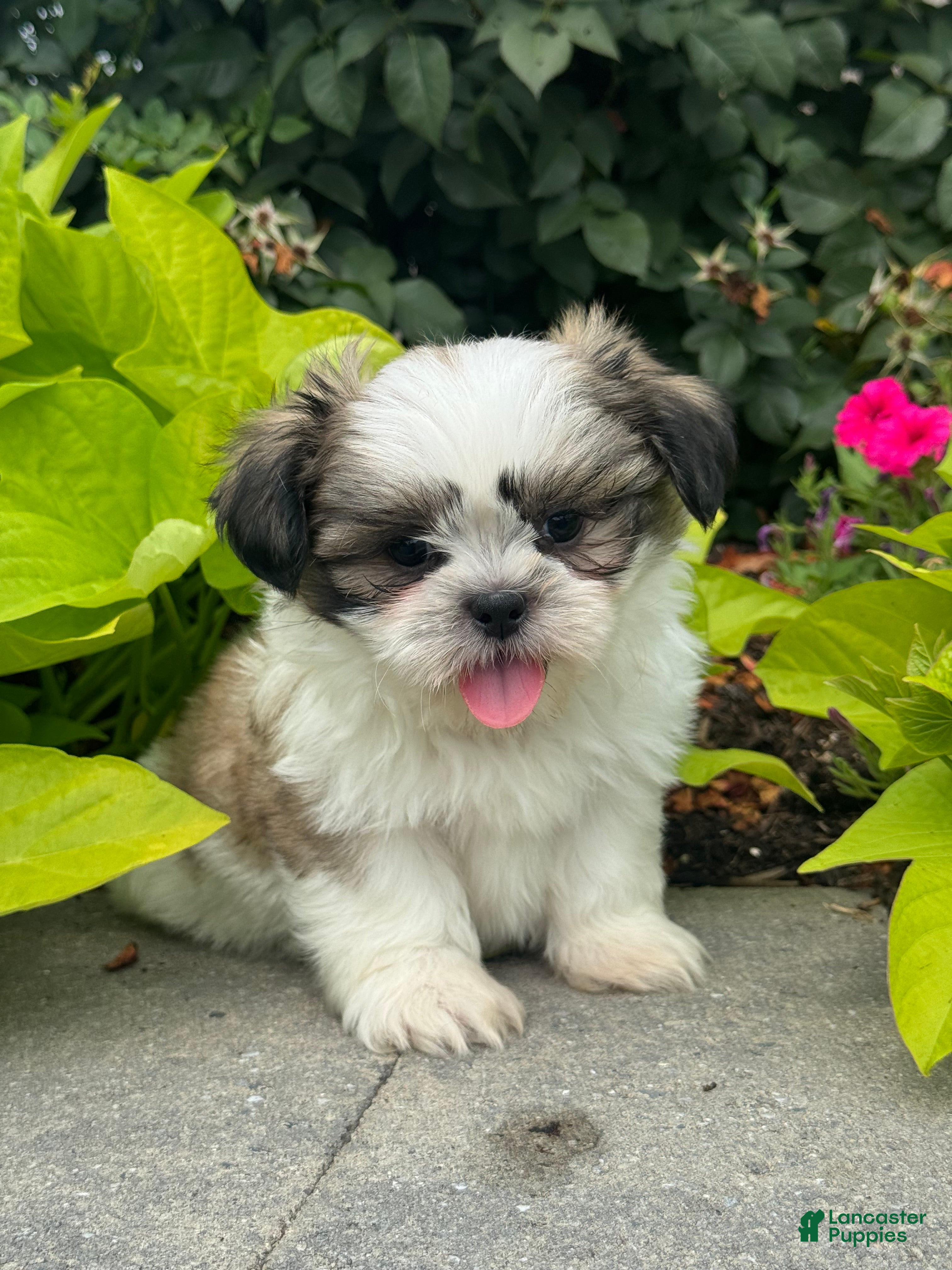 Shih Tzu dogs Smokey - Ad 7