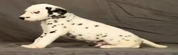 Dalmatian dogs for sale: Brock - Ad 4