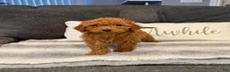 Mini Goldendoodle dogs for sale: Valentine - Ad 3