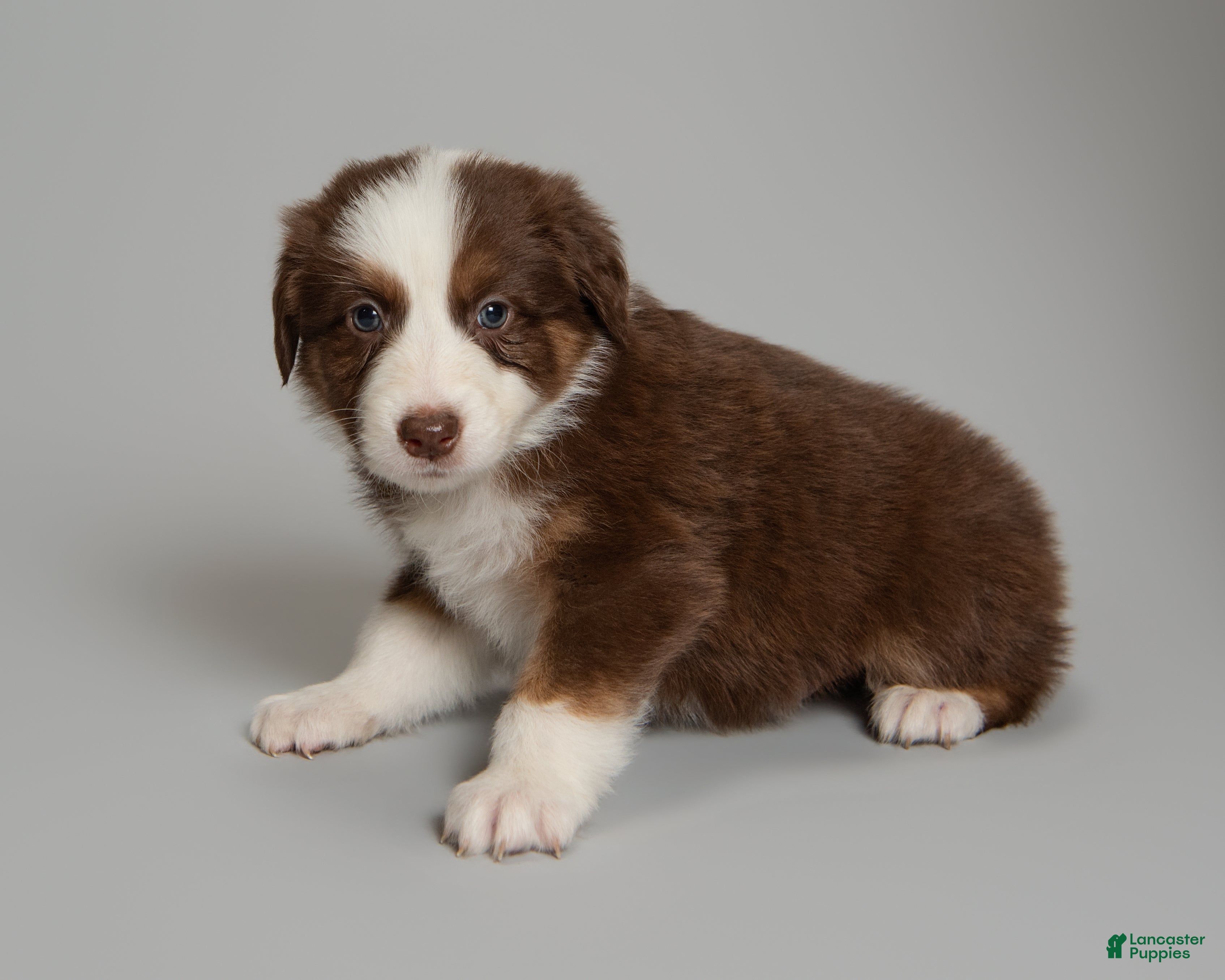 Australian Shepherd dogs Reese - Ad 1