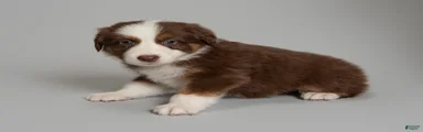 Reese