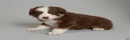 Australian Shepherd dogs for sale: Reese - Ad 1
