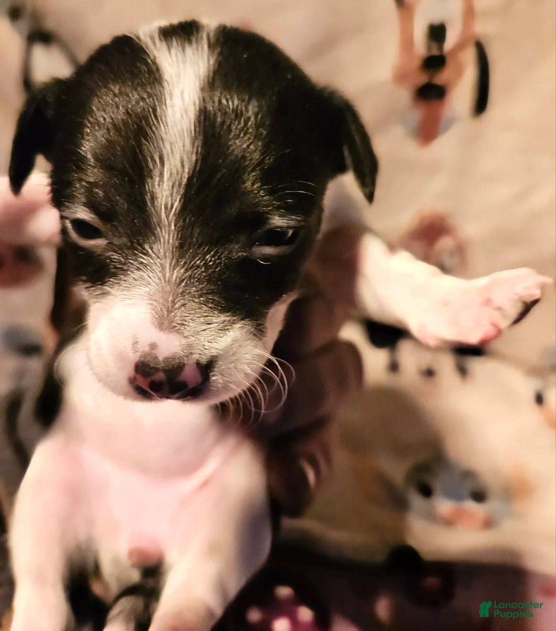 Chihuahua dogs for sale: Harley - Ad 1