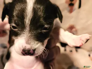 Chihuahua dogs Harley - Ad 30