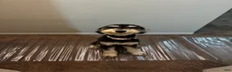 Bernedoodle dogs for sale: Bernedoodle 3 - Ad 2