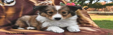 Rosie 