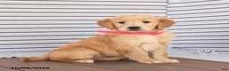 Golden Retriever dogs for sale: Daisy - Ad 1