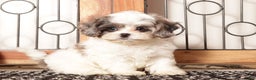 Shihpoo dogs for sale: Louie Male Toy ShihPoo Puppy - Ad 4