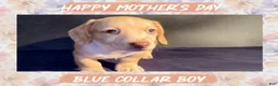 Miniature Dachshund dogs for sale: Blue Collar - Ad 3