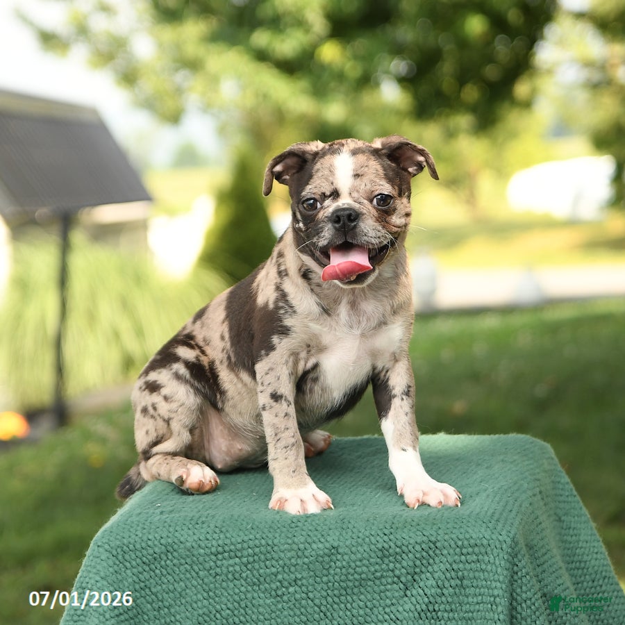 Mixed Breed dogs Harmony - Ad 1