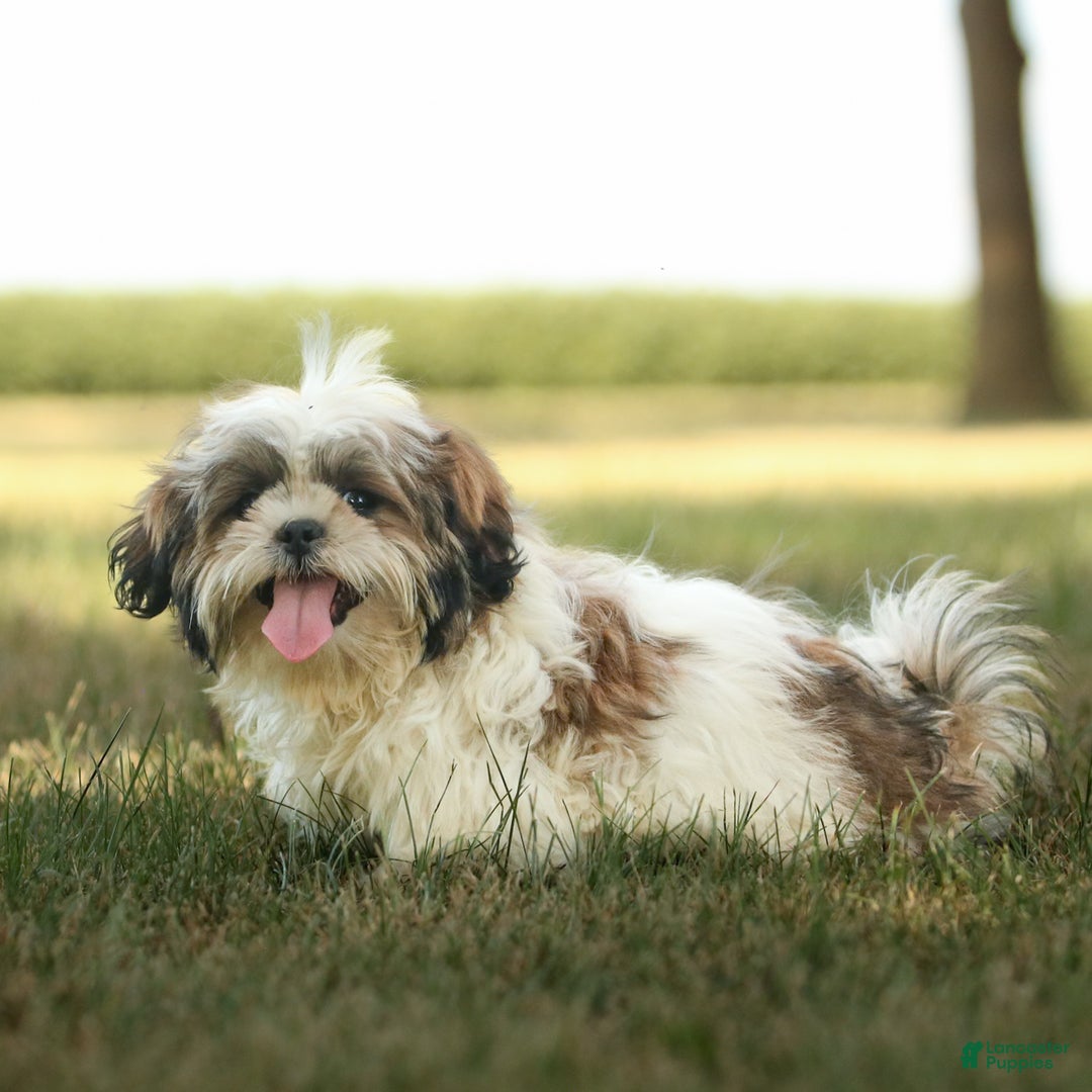 Shih Tzu dogs for sale: Cash - Ad 1