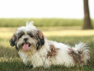 Shih Tzu dogs Cash - Ad 42