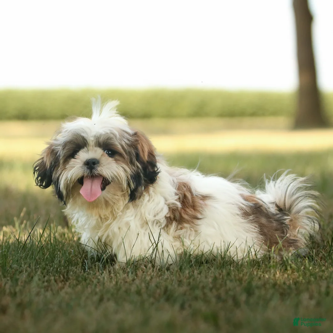 Shih Tzu dogs for sale: Cash - Ad 1