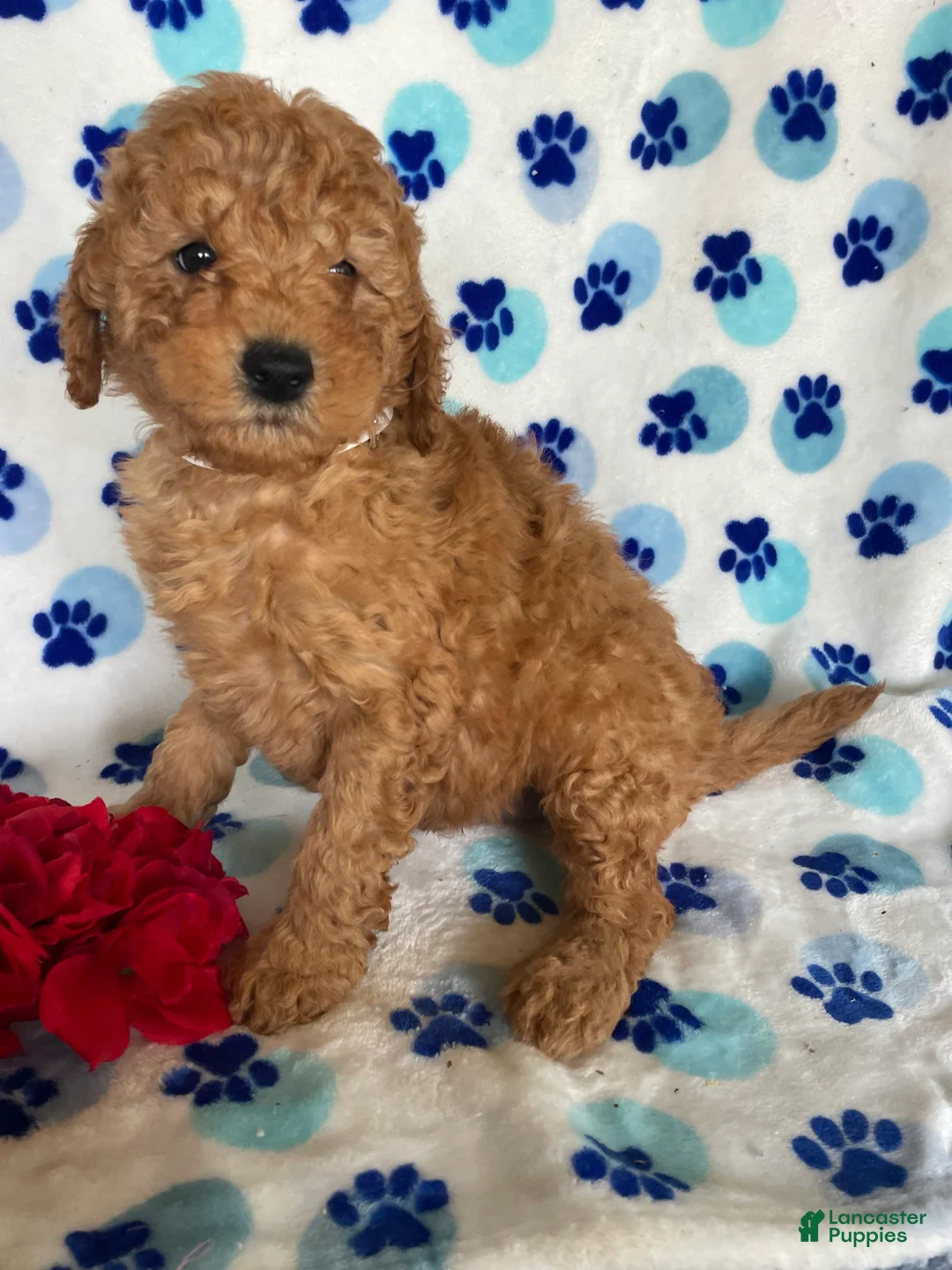 Mini Goldendoodle dogs for sale: Brooks - Ad 4