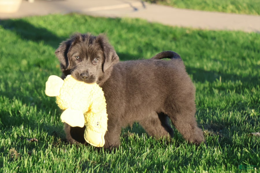 Newfoundland dogs for sale: Tina - Ad 1