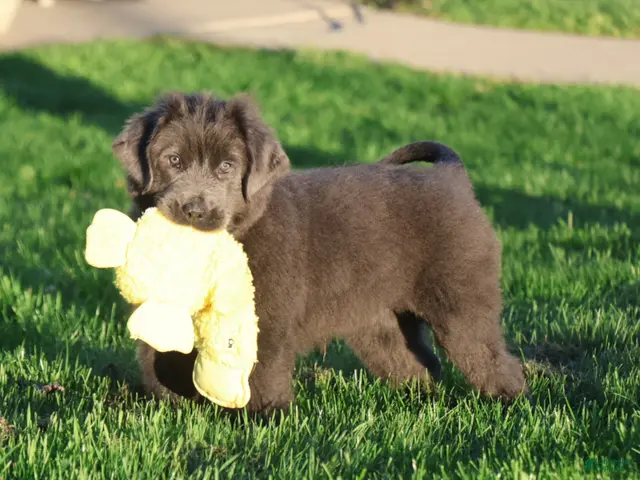 Newfoundland dogs for sale: Tina - Ad 1