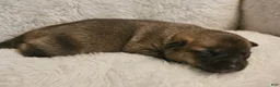 Mixed Breed dogs for sale: Savannah  - Ad 8
