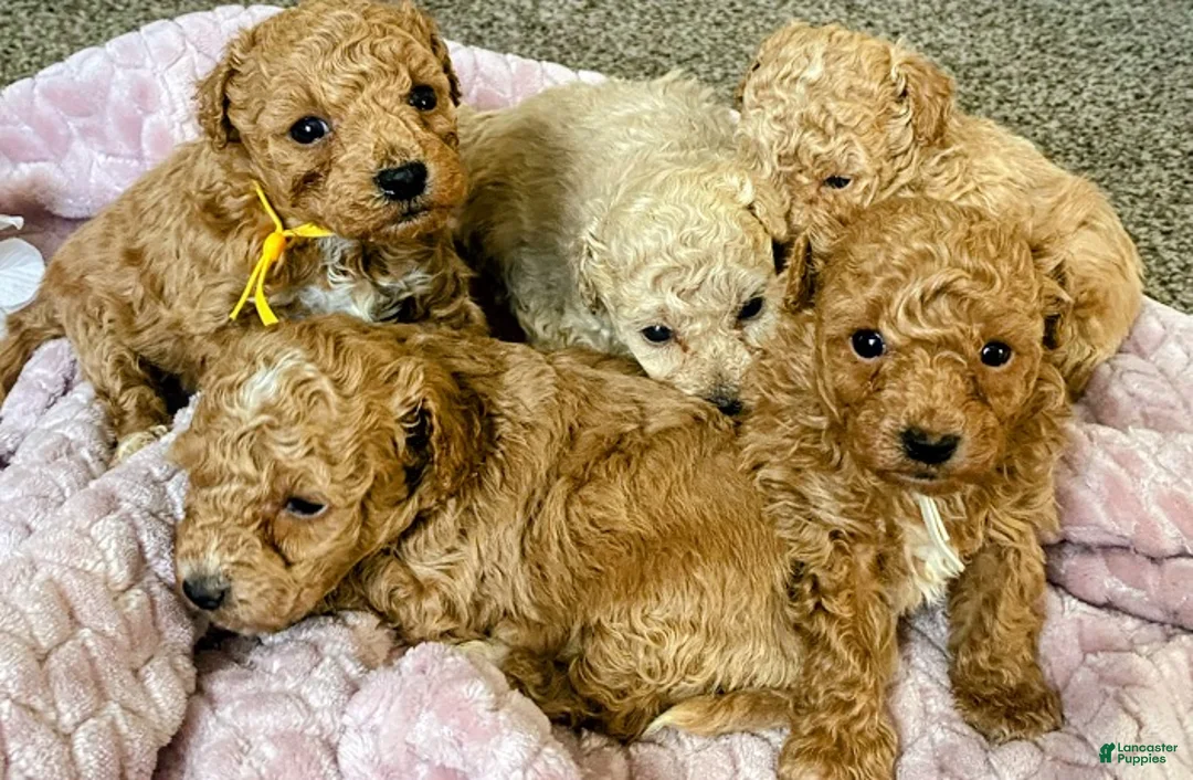 Toy Poodle dogs for sale: LITTLE ARCHIE - Ad 39