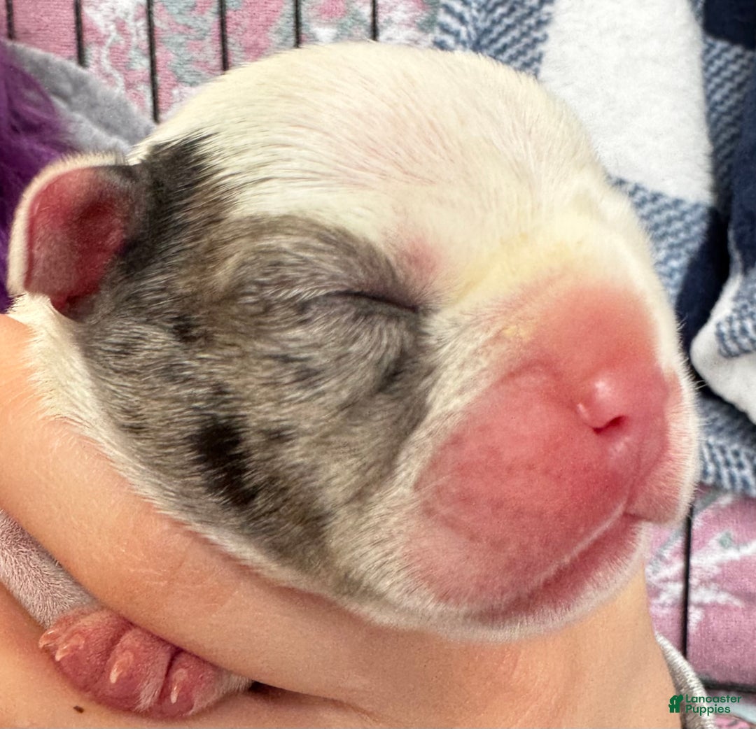 French Bulldog dogs for sale: French Bulldog Puppy 2 “Whisp” - Ad 17