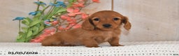 Miniature Dachshund dogs for sale: Sweet Pea - Ad 1