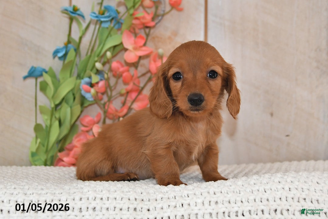 Miniature Dachshund dogs for sale: Sweet Pea - Ad 1