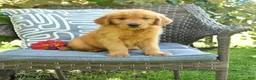 Golden Retriever dogs for sale: Michelle - Ad 1